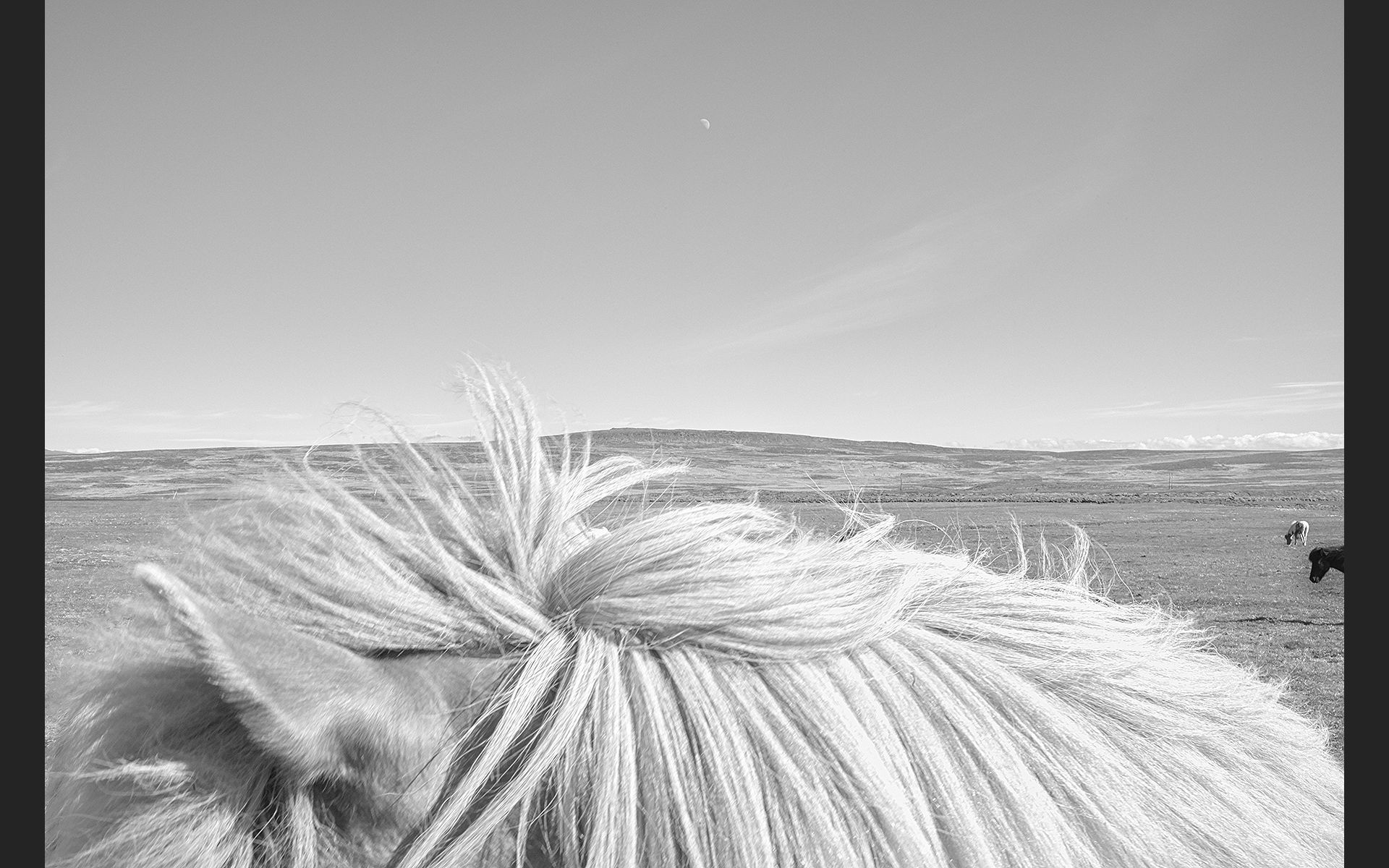 island_pony_©b-strauss